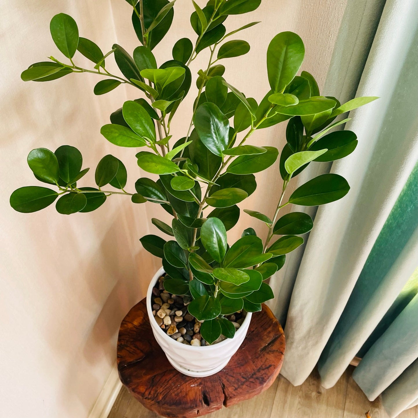 Ficus Monocrom en maceta L