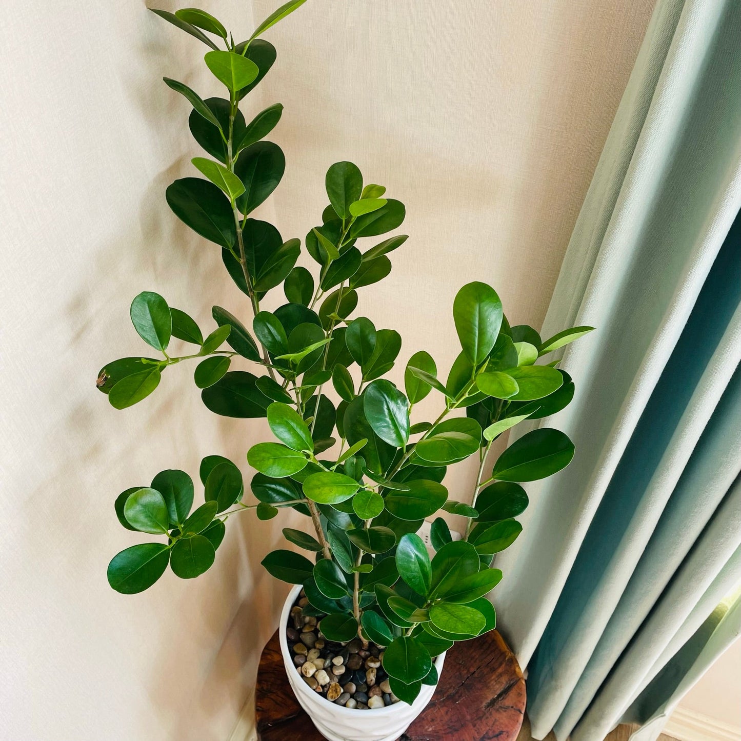 Ficus Monocrom en maceta L