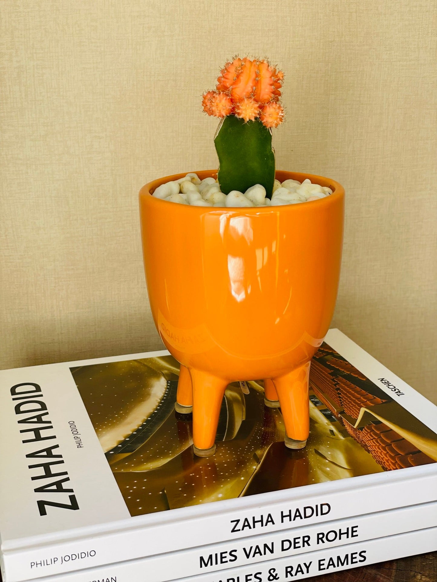 Cactus injertado en mini maceta