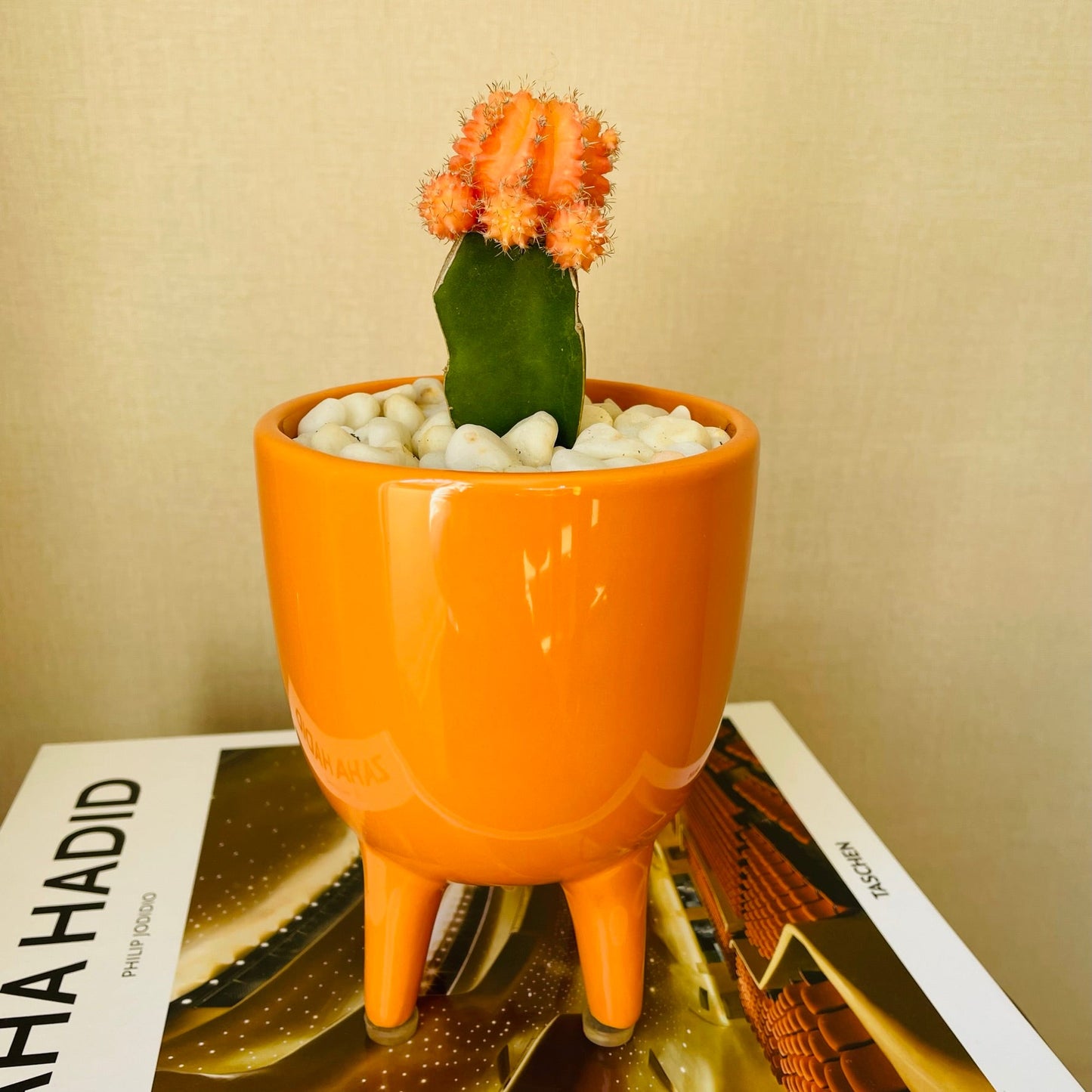 Cactus injertado en mini maceta