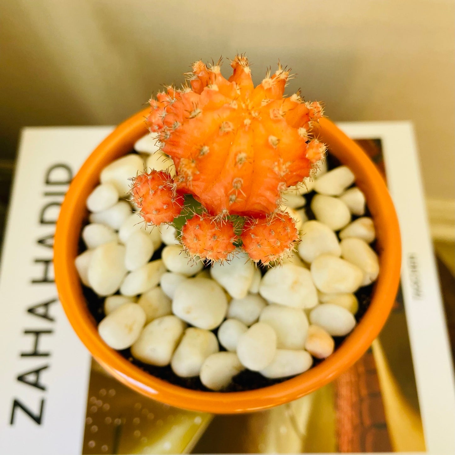 Cactus injertado en mini maceta