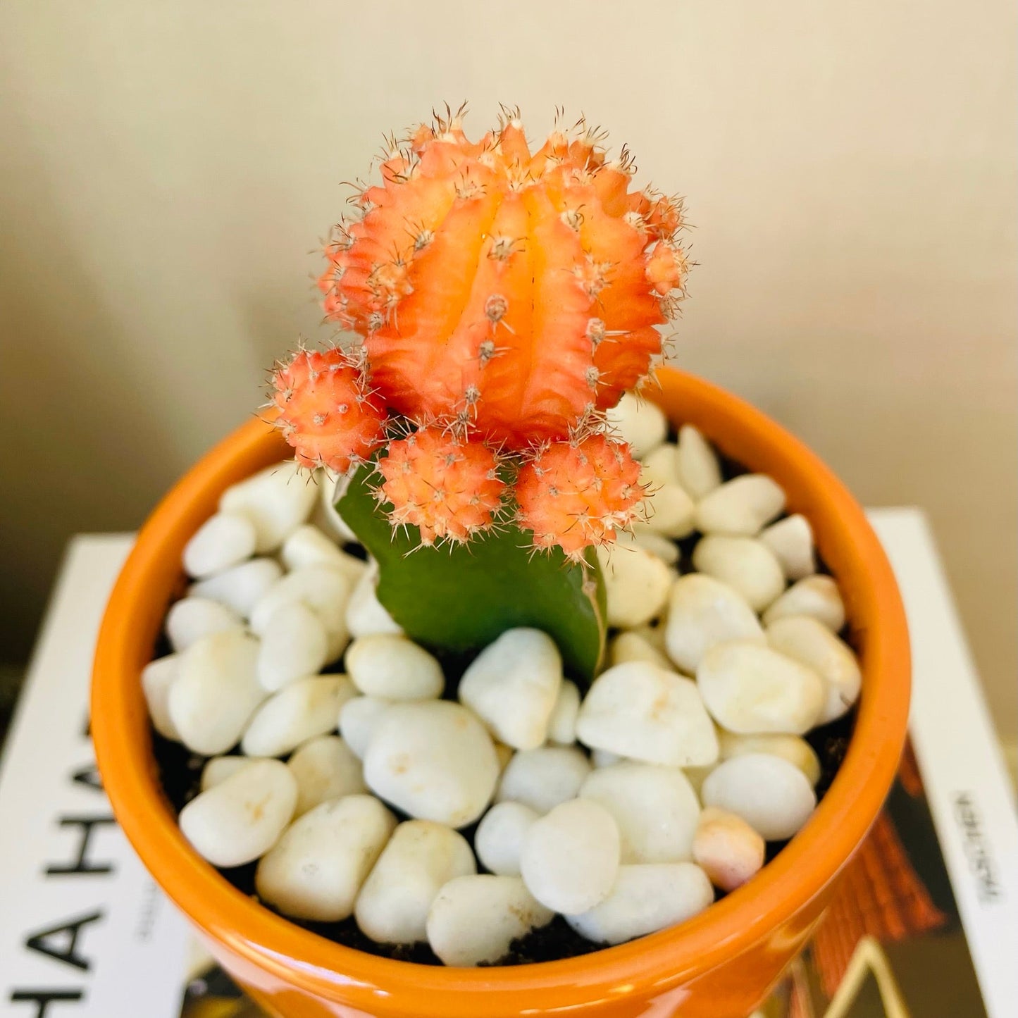 Cactus injertado en mini maceta