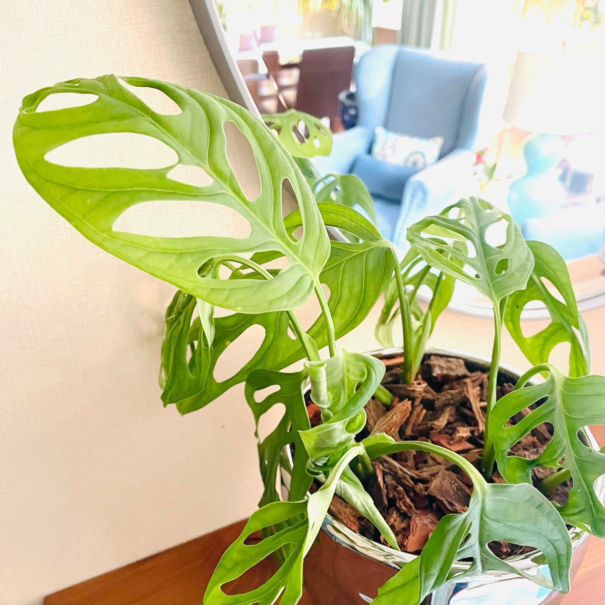 Monstera Adansonii en maceta M