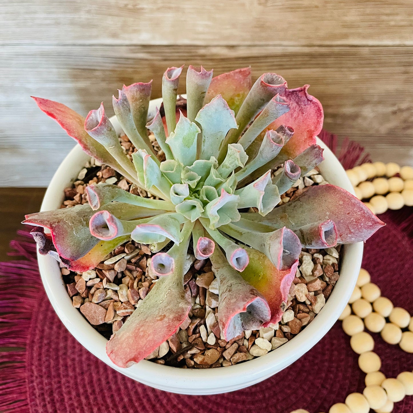 Echeveria Pink Trumpet en maceta M