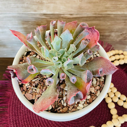 Echeveria Pink Trumpet en maceta M