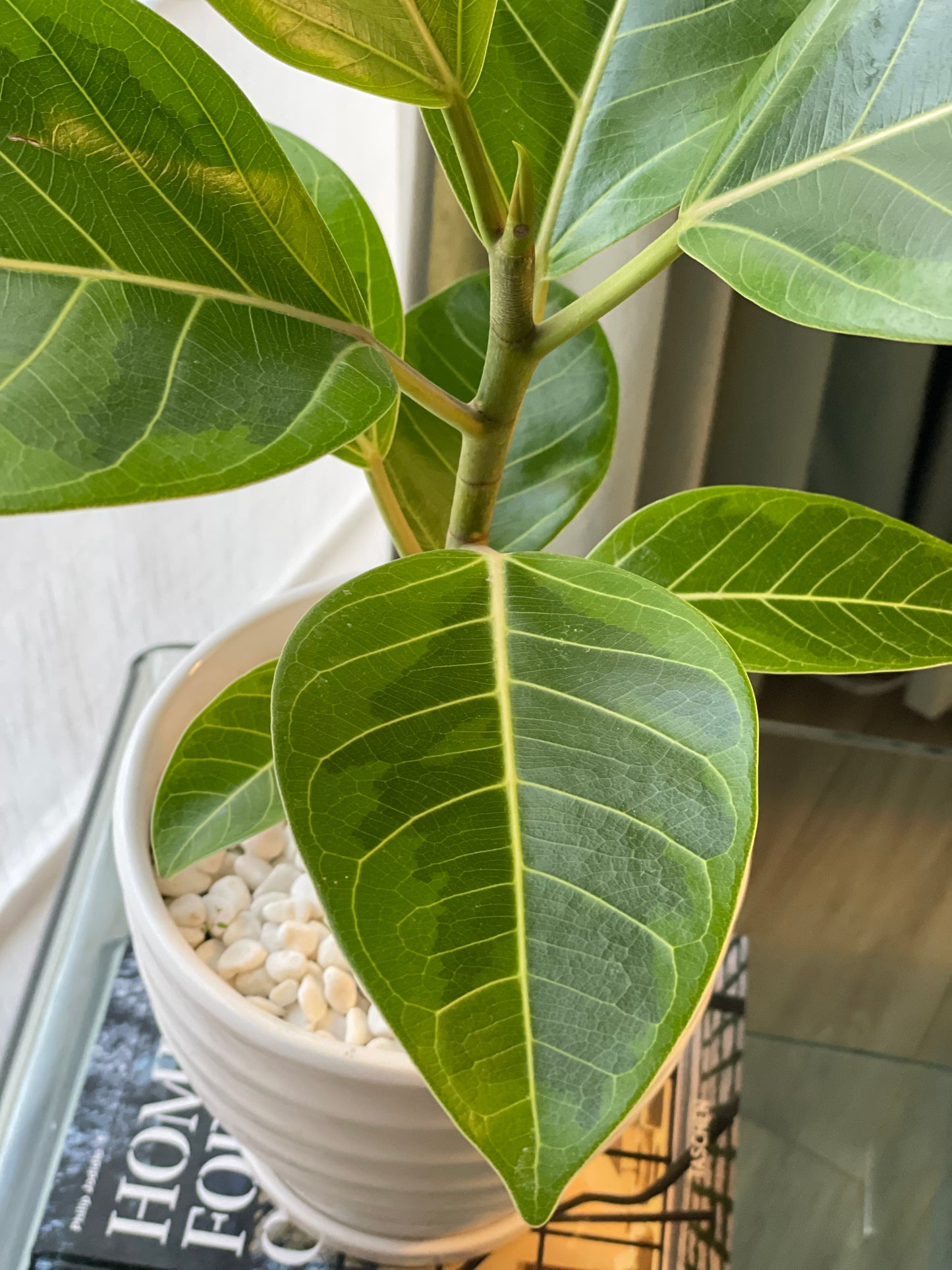 Ficus altissima en maceta M blanca