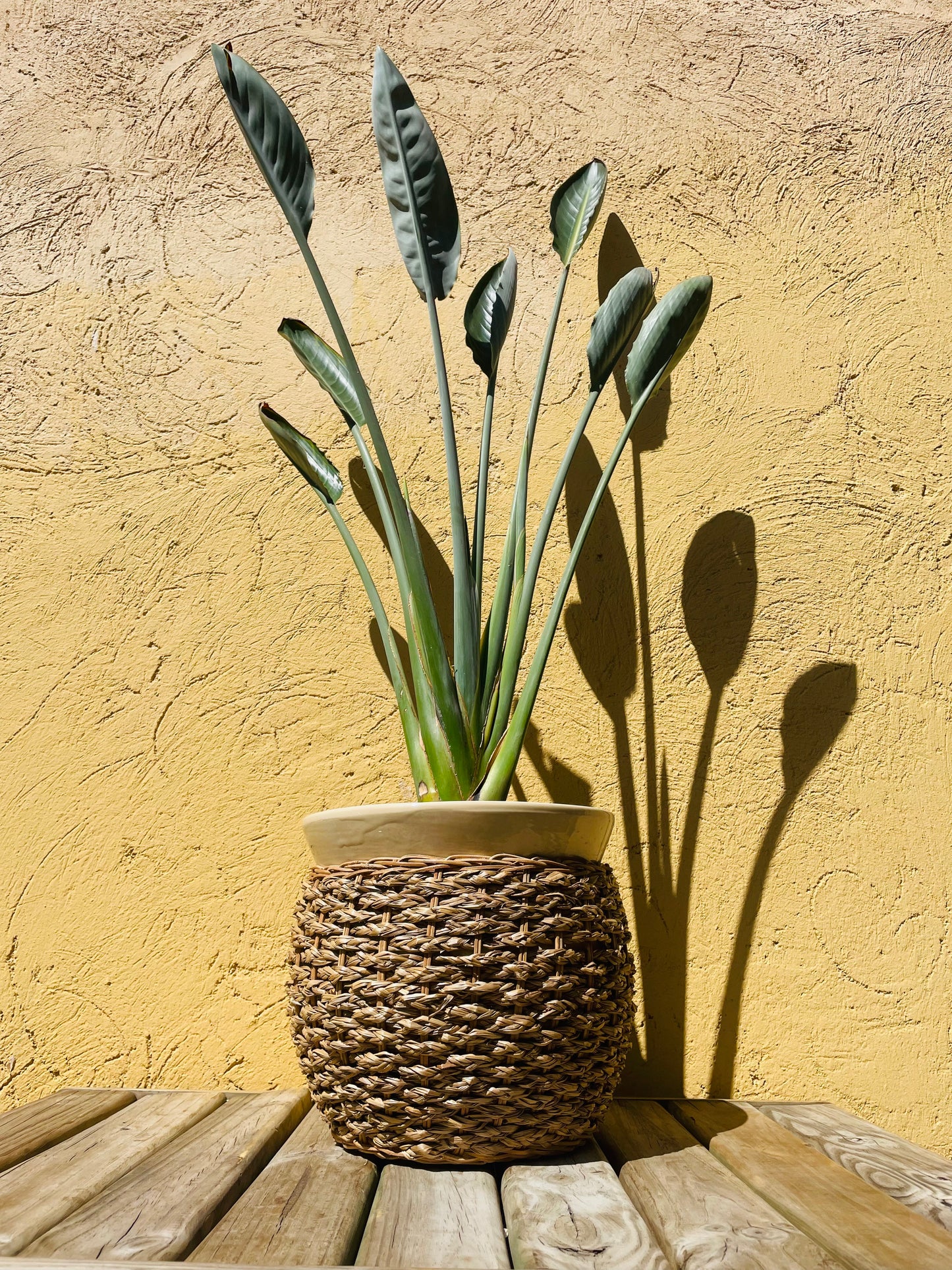 Strelitzia reginae o Flor del pájaro en maceta L