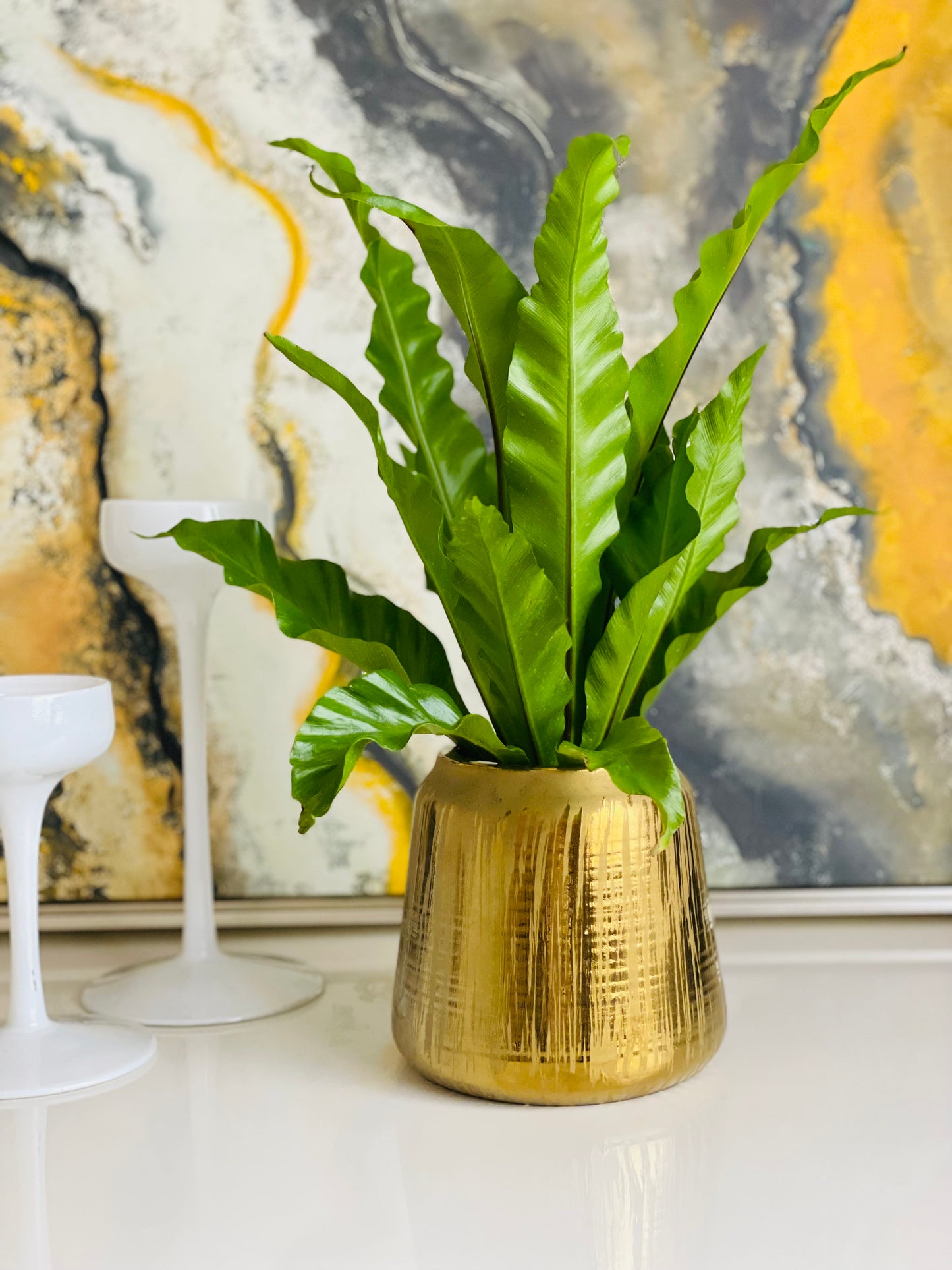 Helecho Asplenium en maceta S