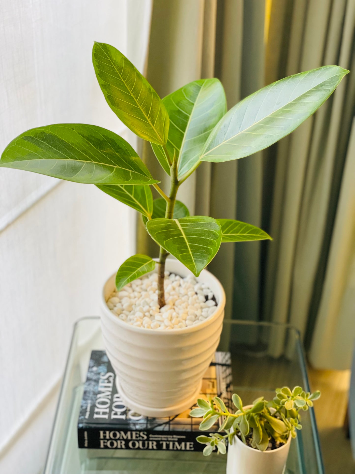 Ficus altissima en maceta M blanca