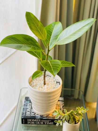 Ficus altissima en maceta M blanca