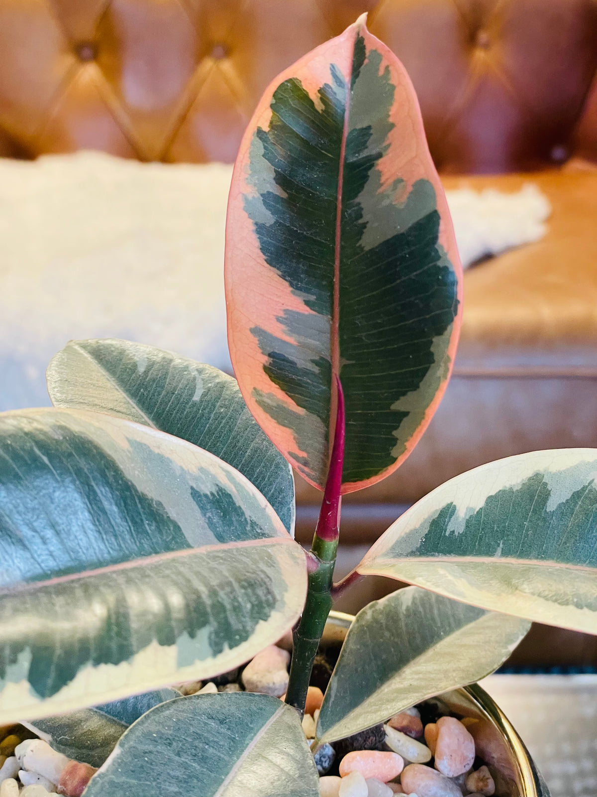 Ficus elástica ruby en maceta M