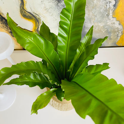 Helecho Asplenium en maceta S