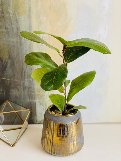 Ficus lyrata en maceta M