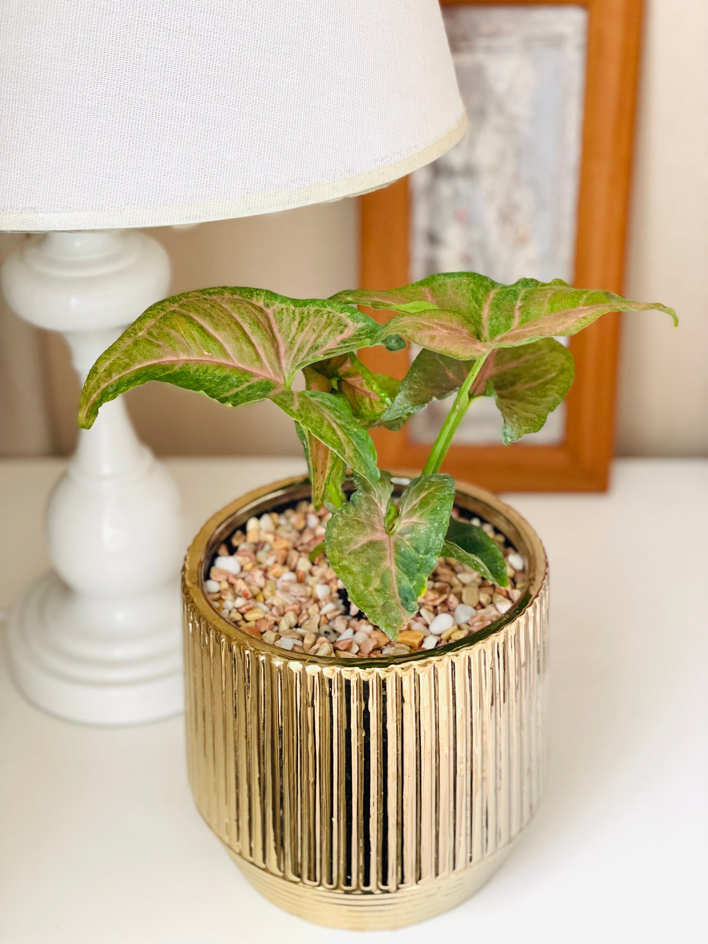Syngonium Strawberry en maceta M