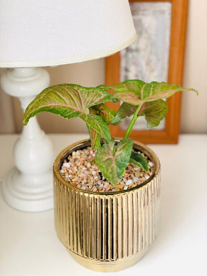 Syngonium Strawberry en maceta M