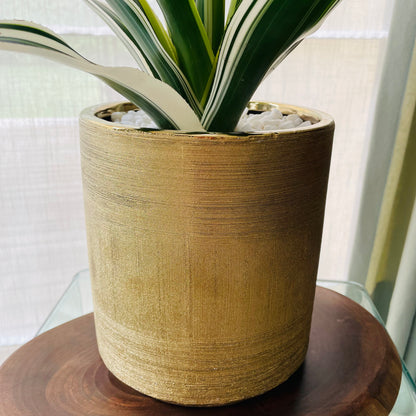 Bromelia en maceta L