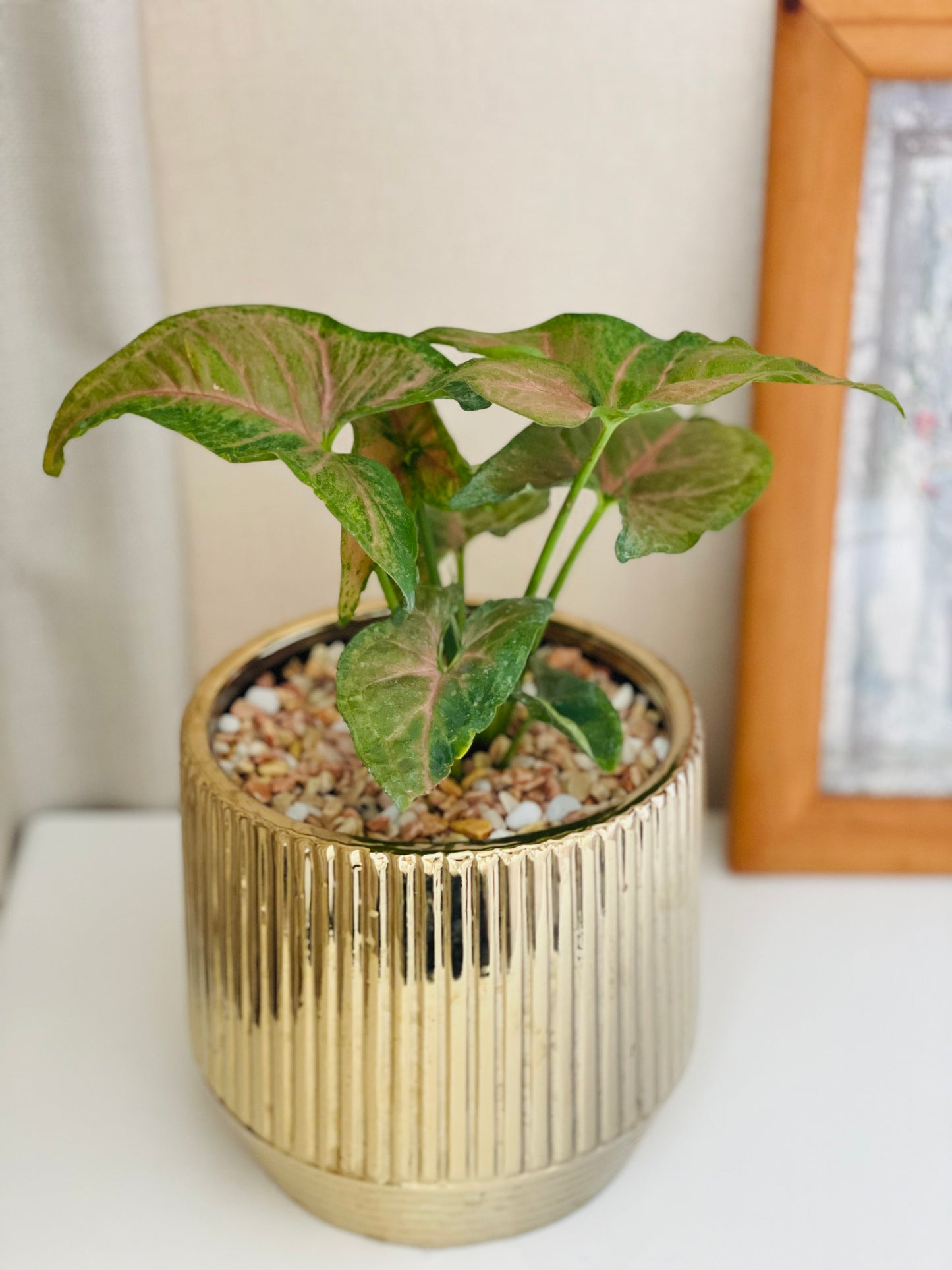 Syngonium Strawberry en maceta M