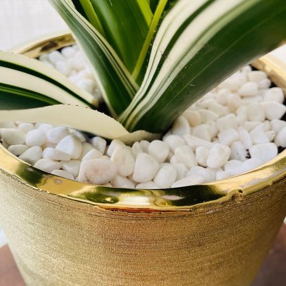 Bromelia en maceta L
