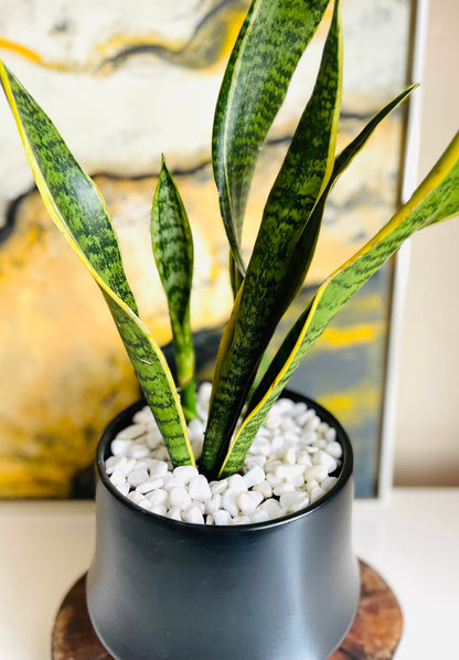 Sansevieria en maceta M