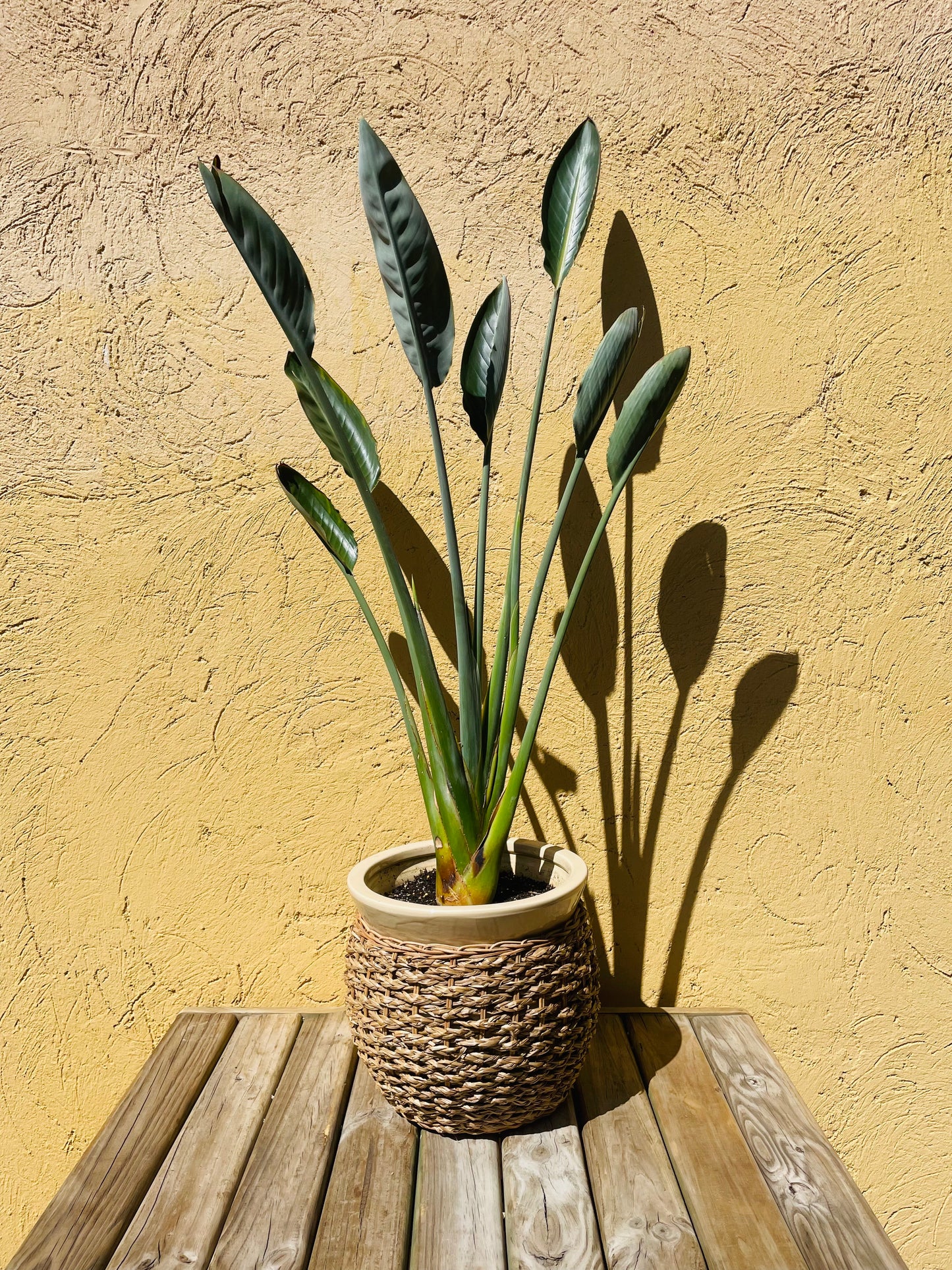 Strelitzia reginae o Flor del pájaro en maceta L