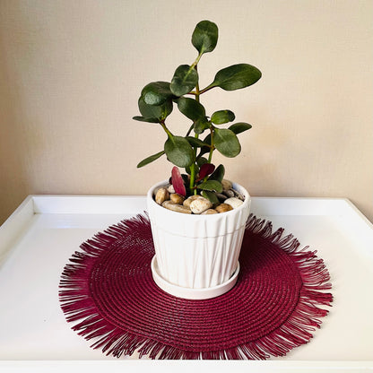 Crassula multicava en maceta S