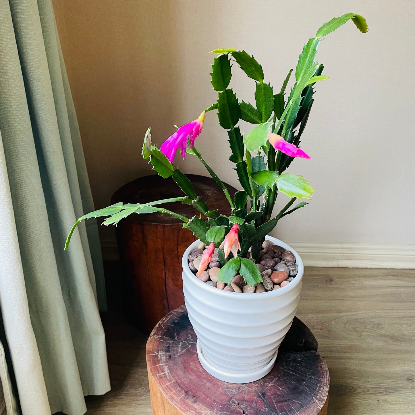 Schlumbergera truncata en maceta M