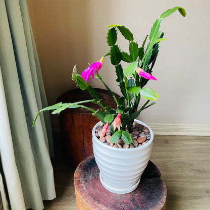 Schlumbergera truncata en maceta M