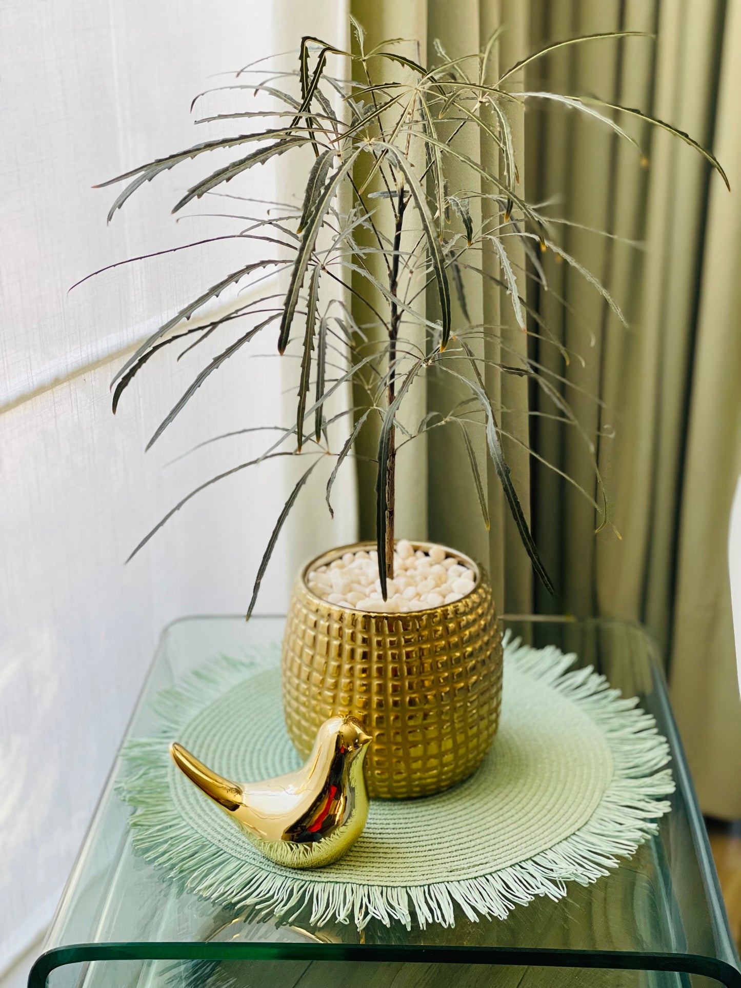 Aralia elegantísima en maceta M