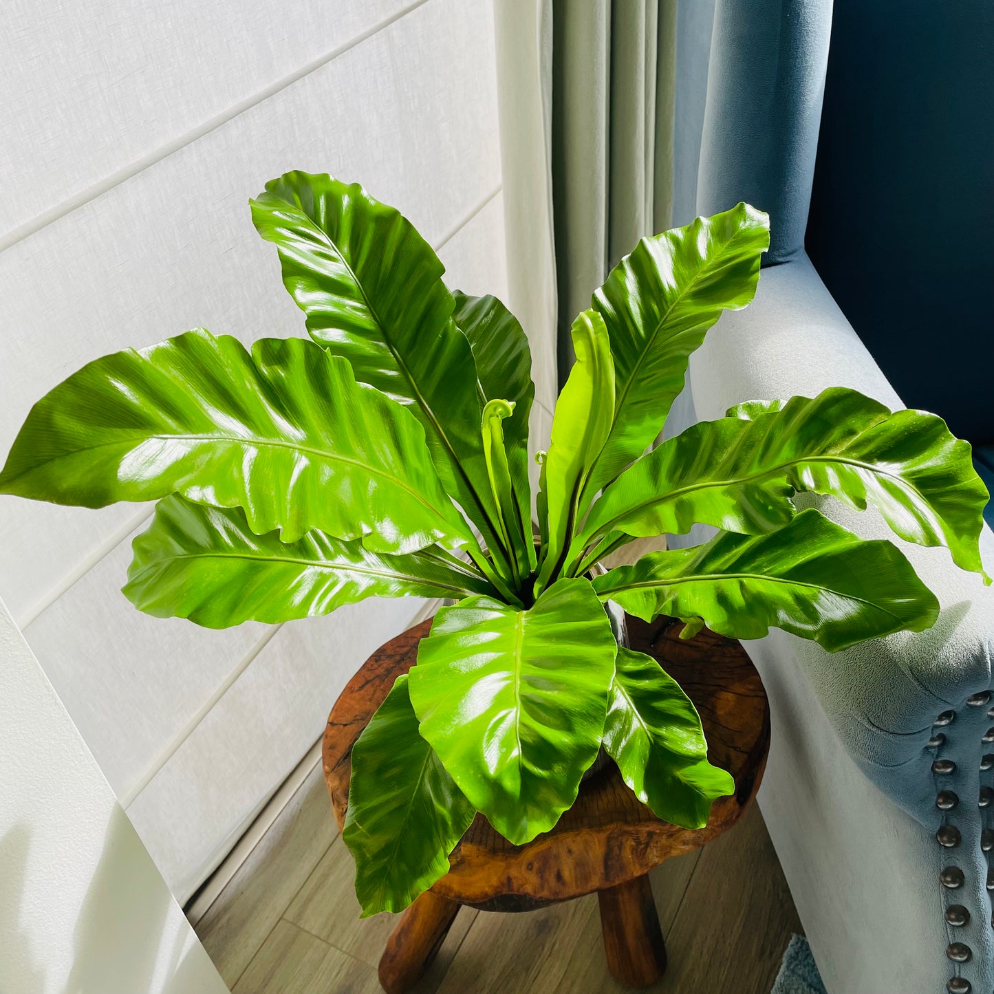 Helecho Asplenium en maceta M