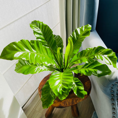 Helecho Asplenium en maceta M