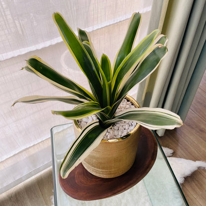 Bromelia en maceta L