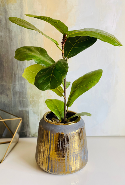 Ficus lyrata en maceta M