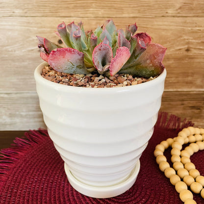 Echeveria Pink Trumpet en maceta M