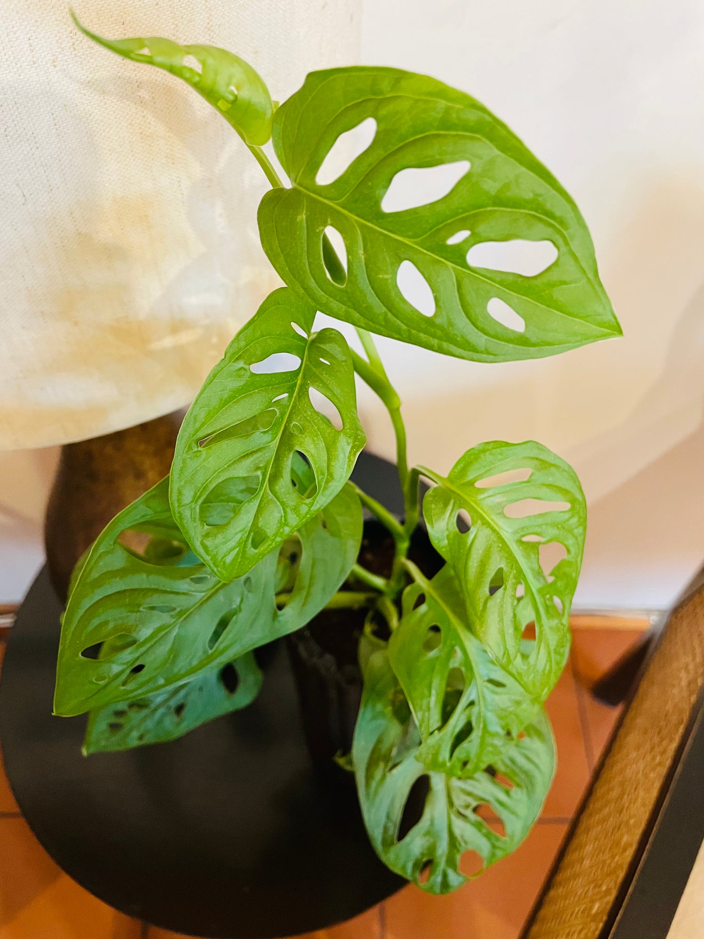 Monstera adansonii en maceta vertical