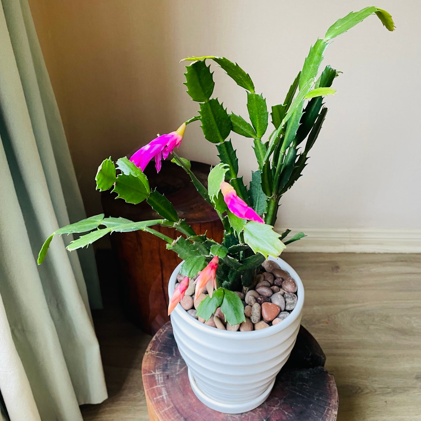 Schlumbergera truncata en maceta M