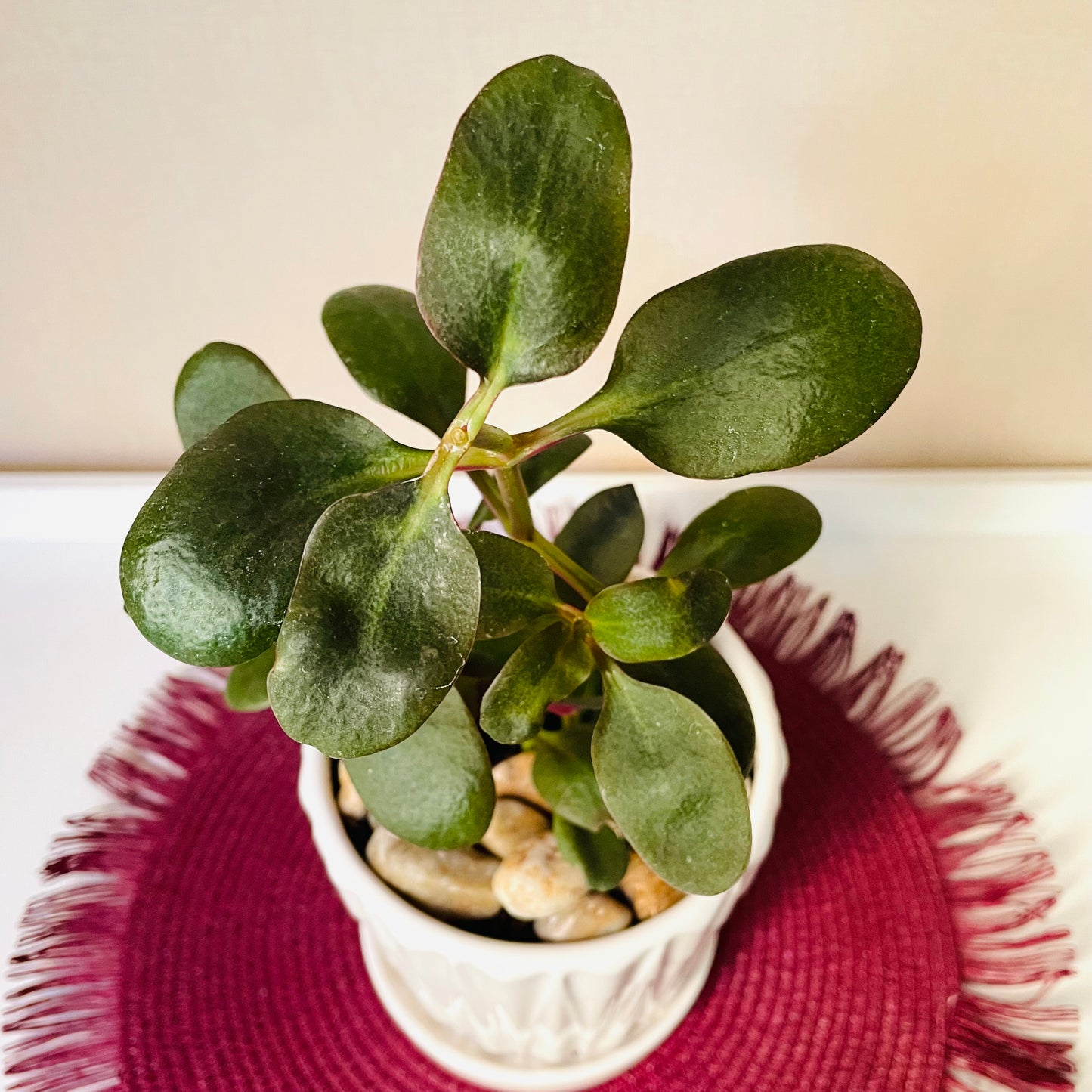 Crassula multicava en maceta S