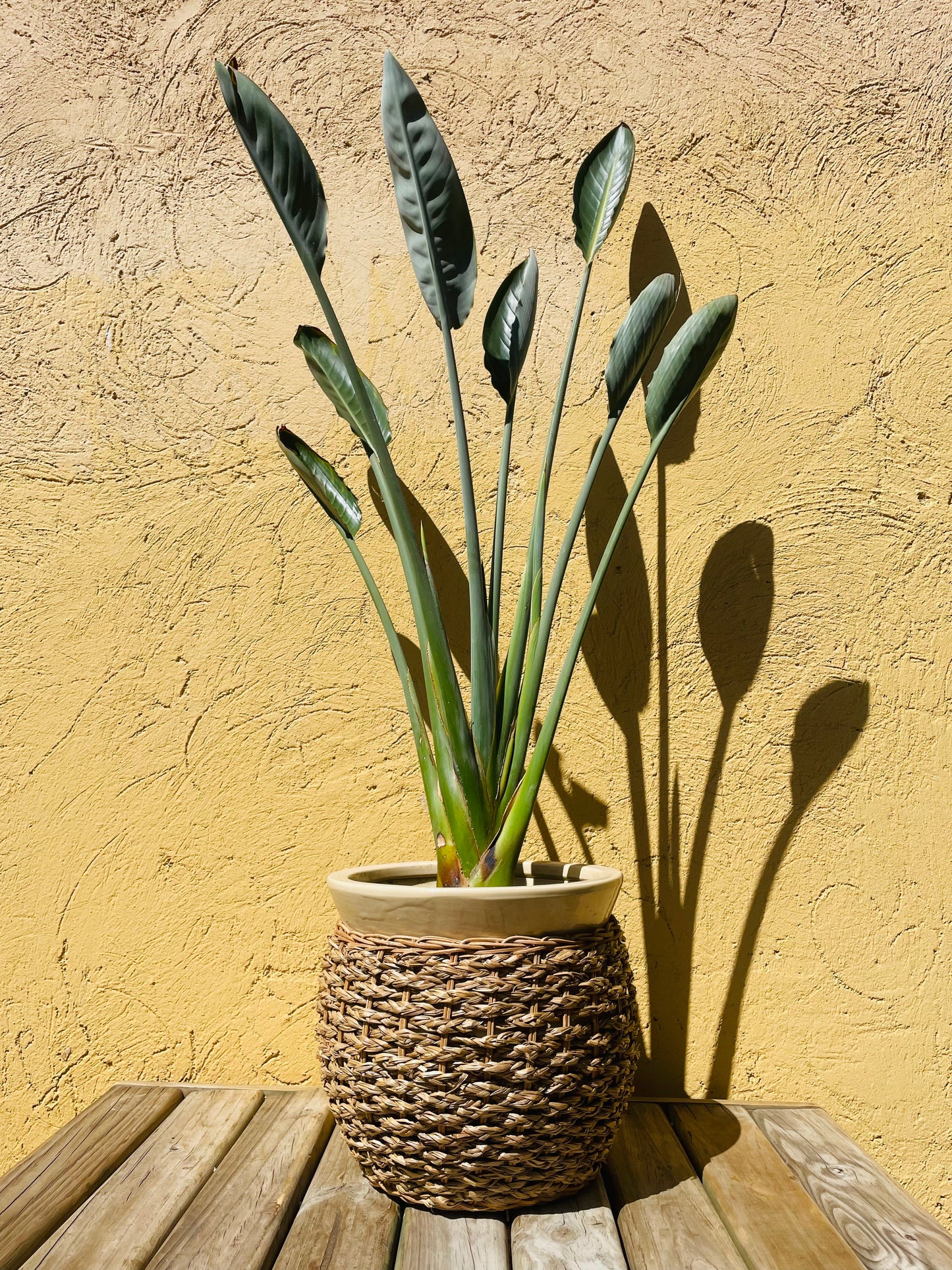 Strelitzia reginae o Flor del pájaro en maceta L
