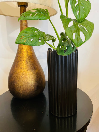 Monstera adansonii en maceta vertical