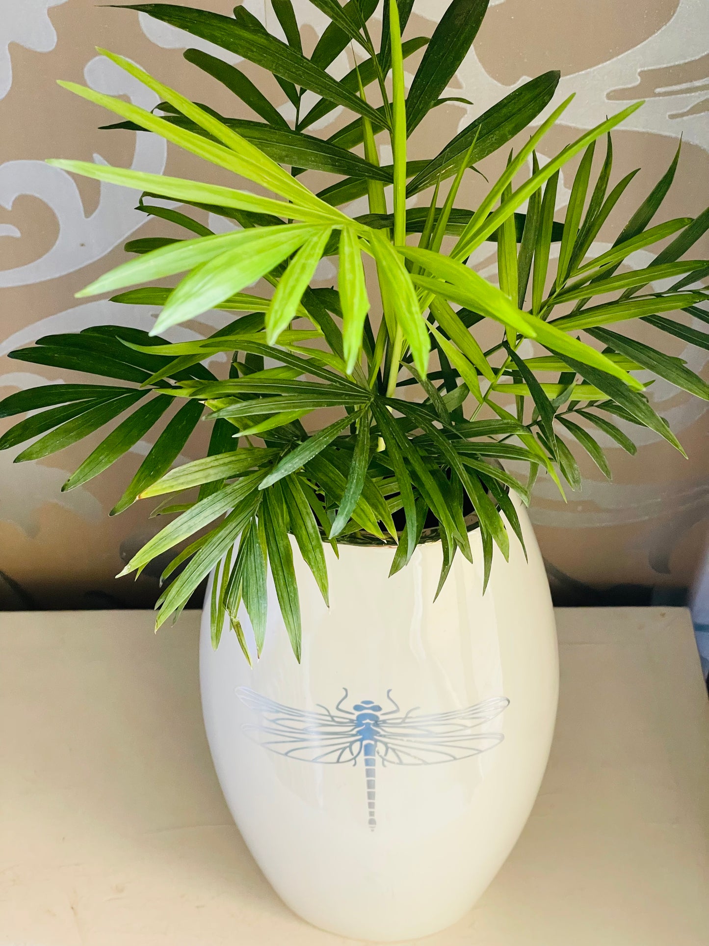Chamaedorea elegans en maceta libélula