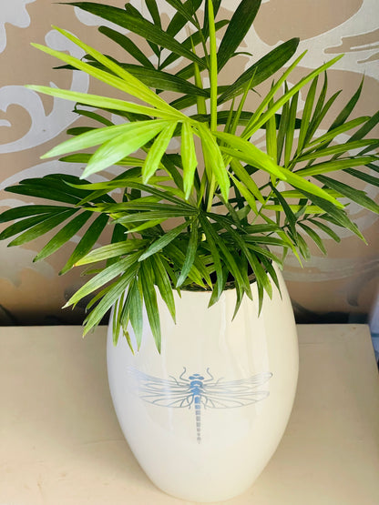 Chamaedorea elegans en maceta libélula