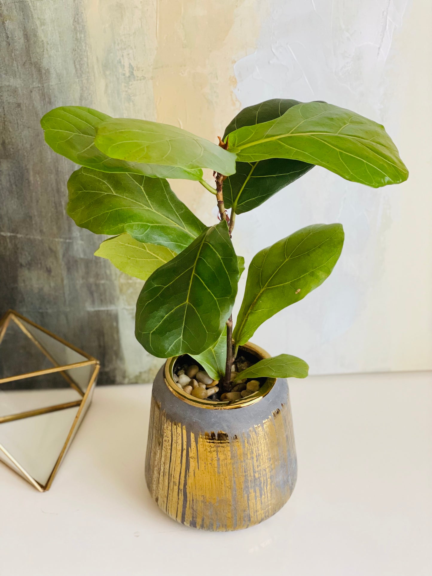 Ficus lyrata en maceta M