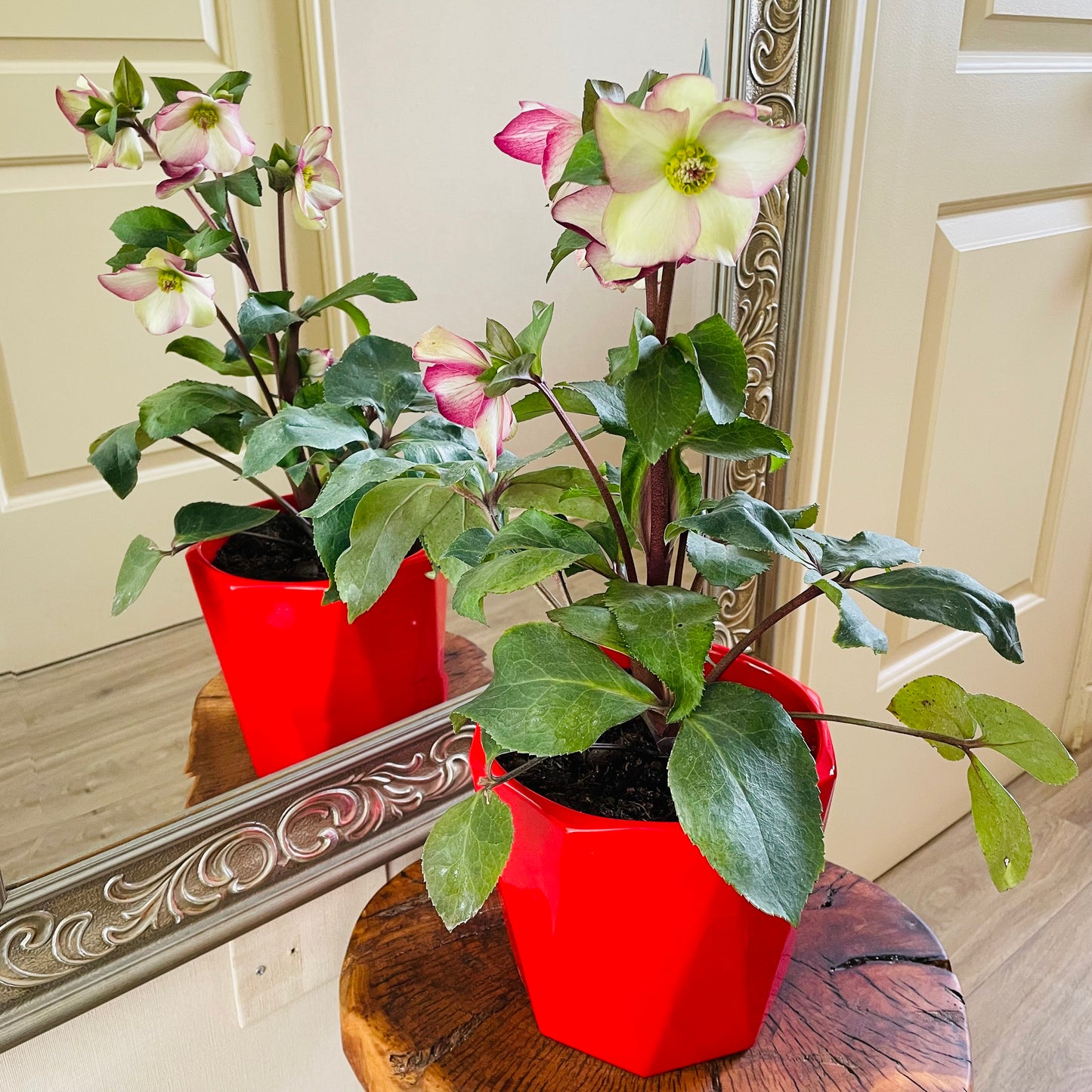 Helleborus niger en maceta L