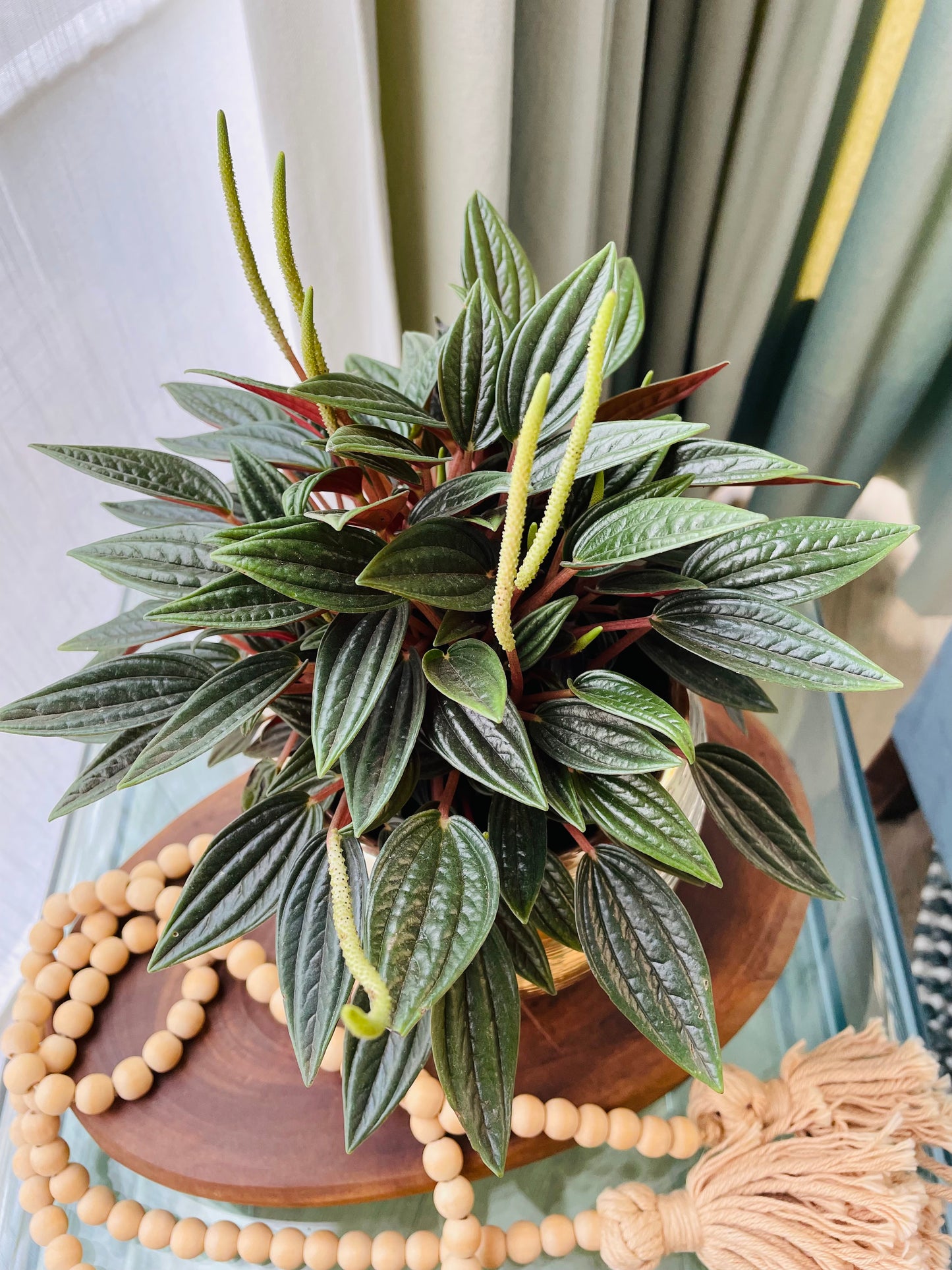 Peperomia caperata rosso en maceta M