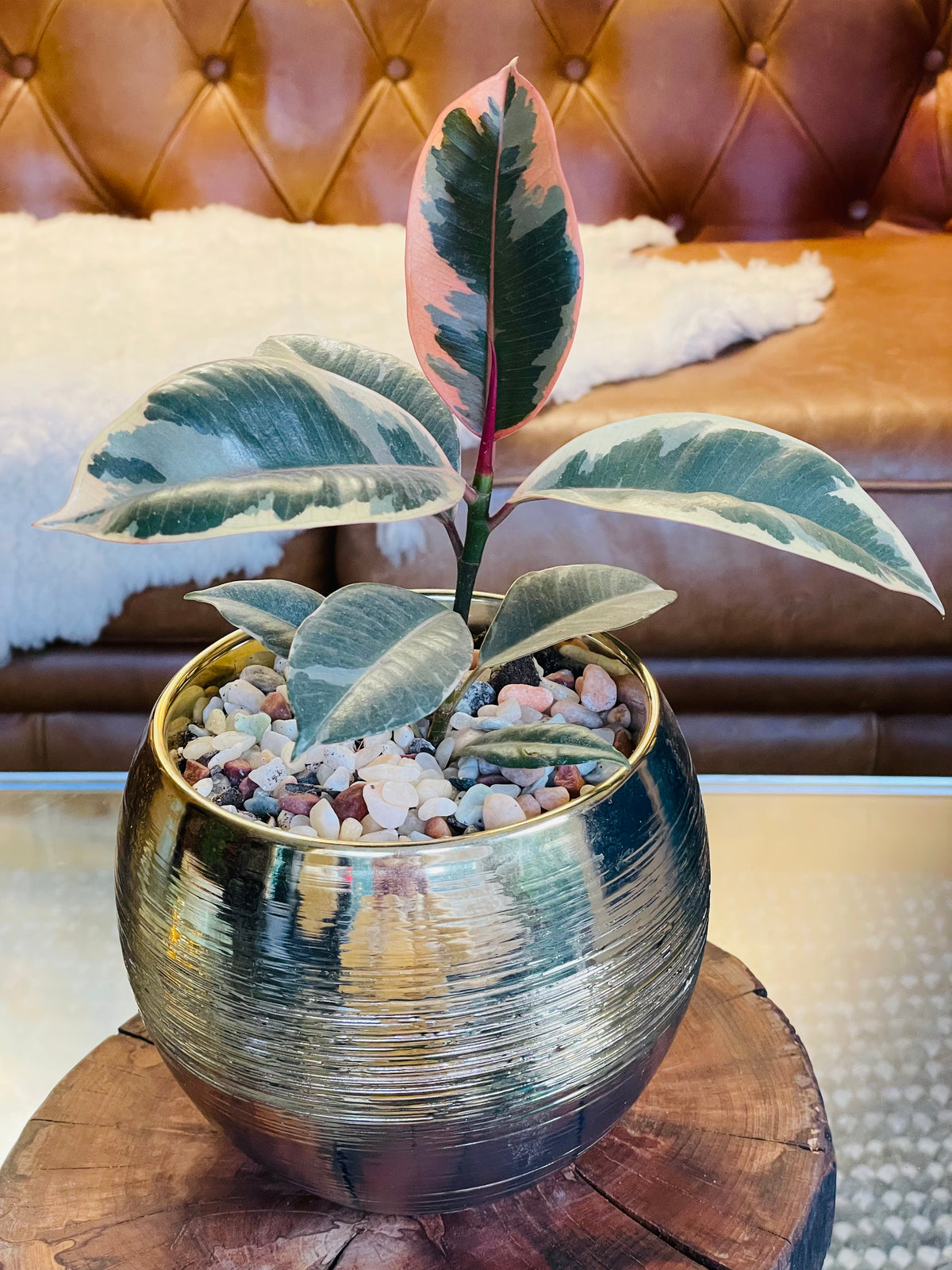 Ficus elástica ruby en maceta M