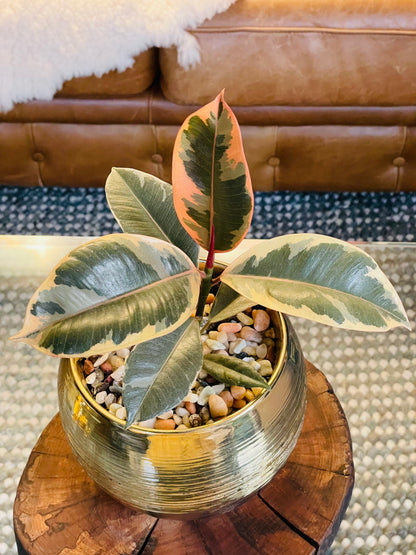 Ficus elástica ruby en maceta M
