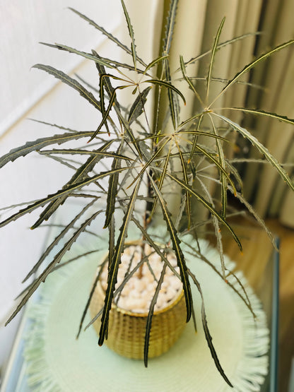 Aralia elegantísima en maceta M