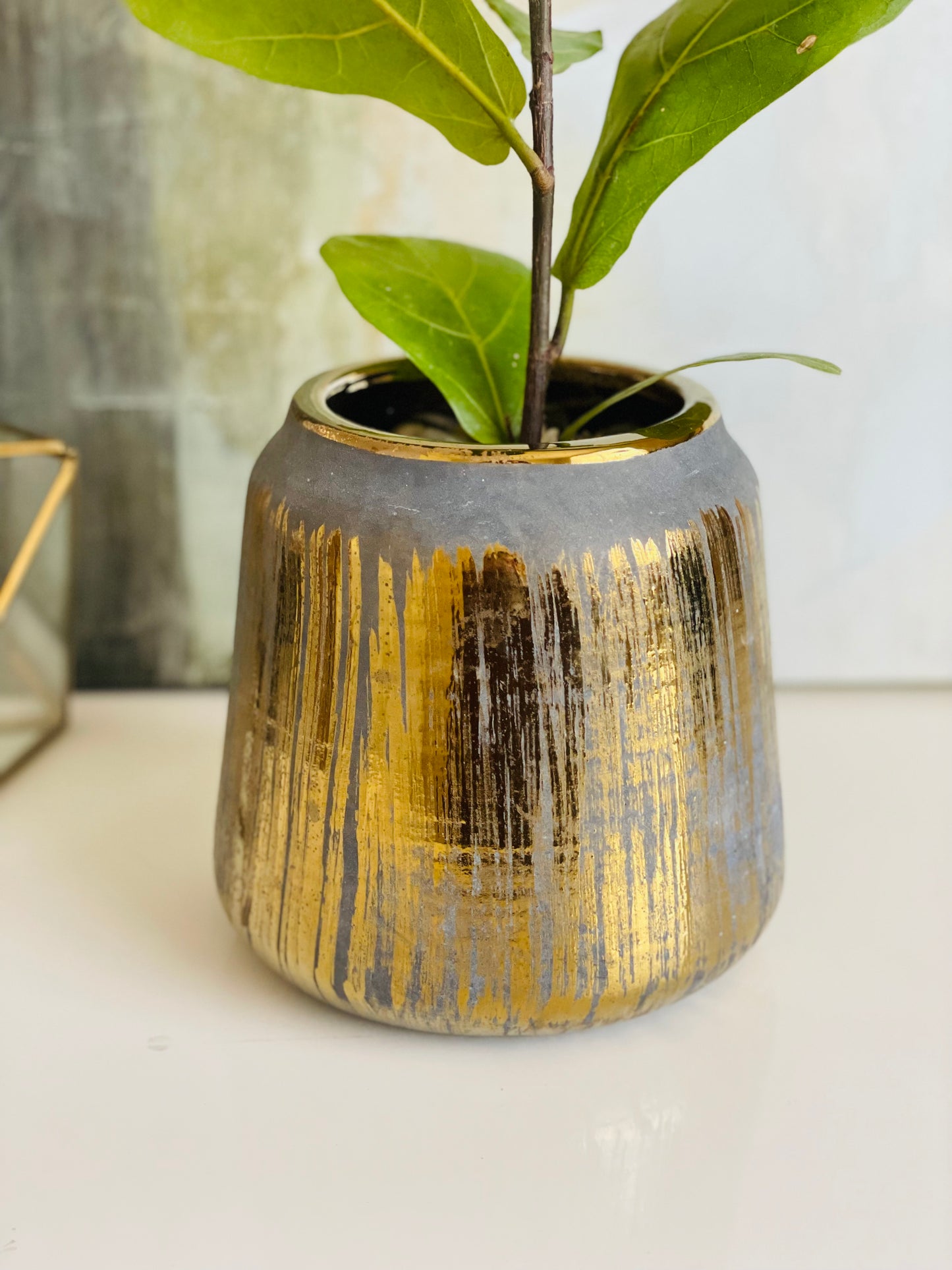 Ficus lyrata en maceta M