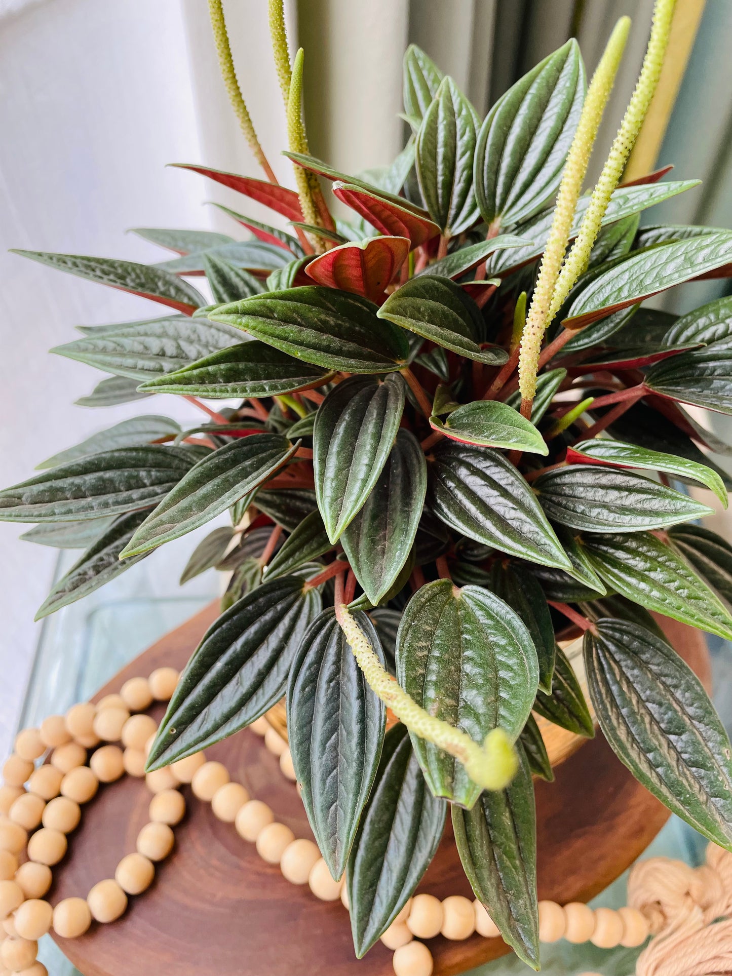 Peperomia caperata rosso en maceta M