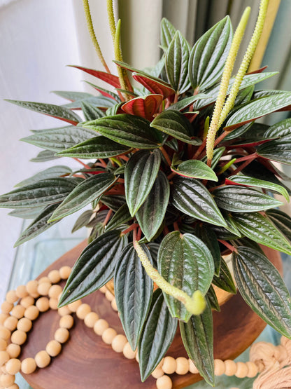Peperomia caperata rosso en maceta M