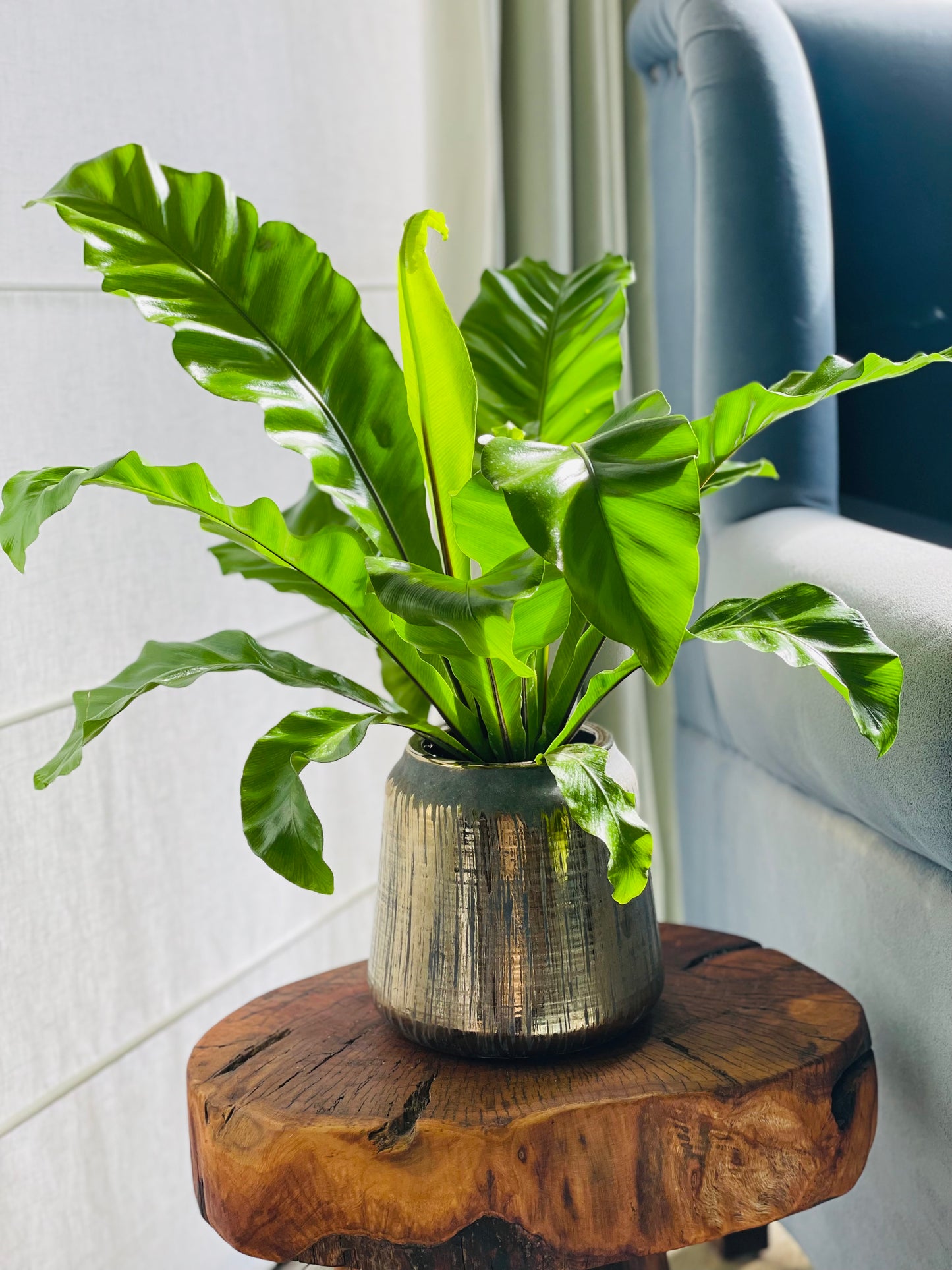 Helecho Asplenium en maceta M